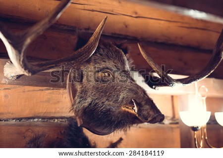 stuffed boar head on wooden wall