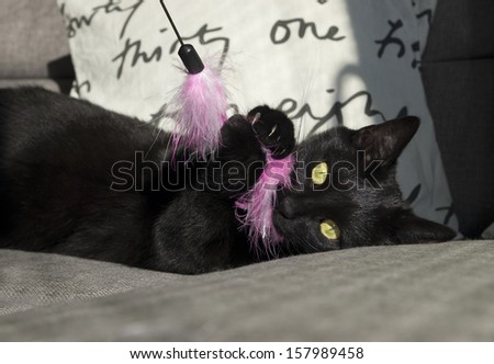 Black cat plays with pink toy