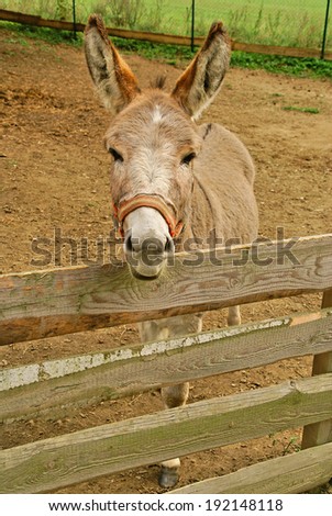 Brown donkey behind a fence on the farm