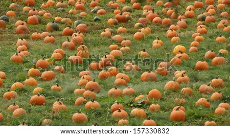 Autumn Splendor of a Pumpkin Patch - Hudson Valley - New York State