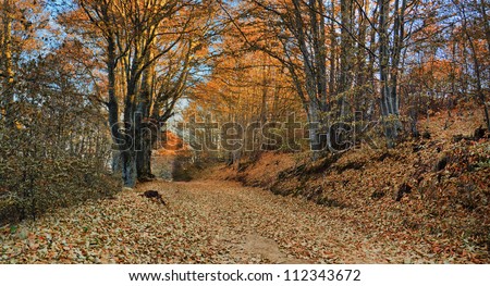 mountain road through the trees / autumn road tunnel