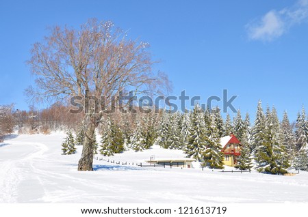 alps snow landscape with house among green pine trees, and no leafs tree on the bright sky
