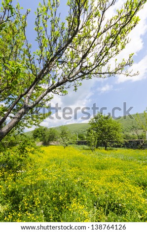 allgaue meadow, Dandelions, flowers and grass meadow bloom background