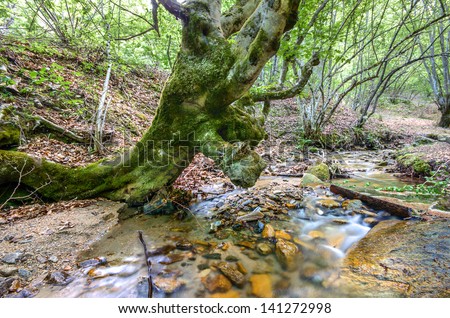 Oak tree bending over spring flowing water