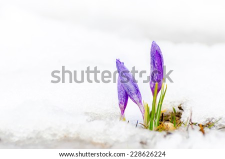closeup of saffron crocus flower and melting snow
