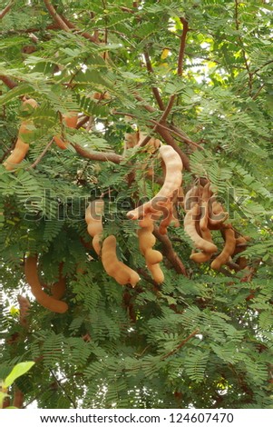 Tamarind tree