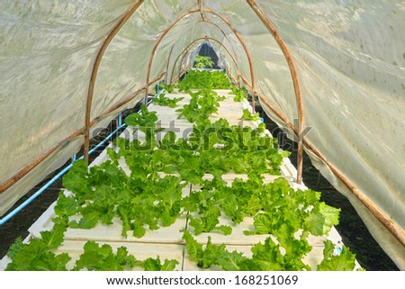 Butter head vegetable in hydroponic farm