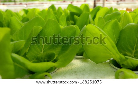 Butter head vegetable in hydroponic farm