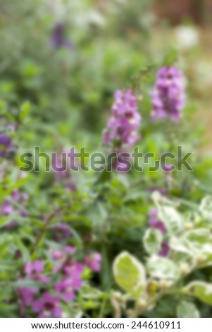 blurred pink flowers