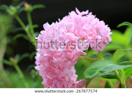 blurred hydrangeas pink flowers