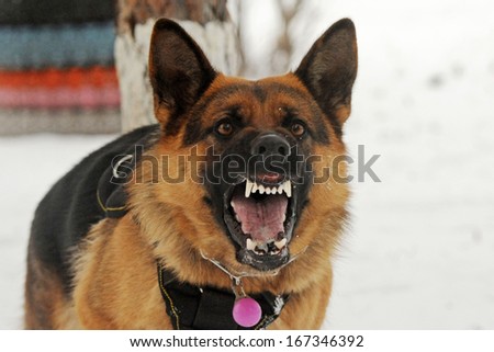 Wicked aggressive dog