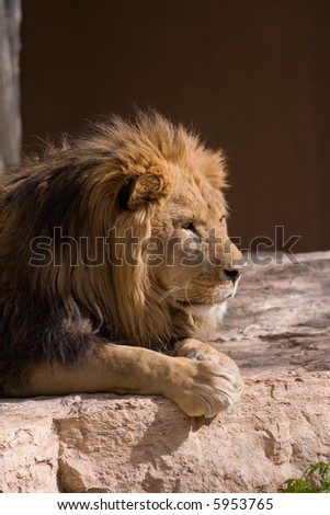 Watchful Lion on Rock