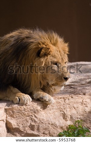 Watchful Lion on Rock