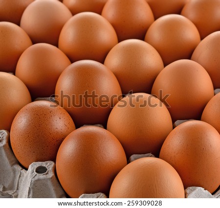 Eggs and egg laying block paper