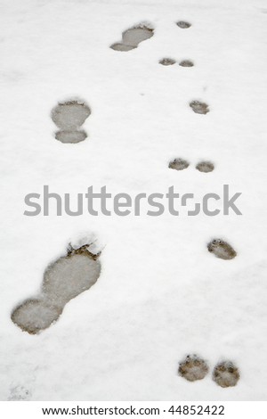 Human and dog footprints in snow