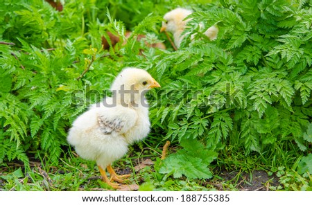 Small white yellow chick staring at a bush with a green grass background and other domestic birds