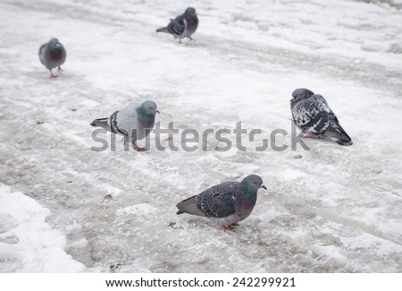 Pigeons on an icy cold freezing winter day with snow and frost all around with one pigeon in focus and the rest on the background