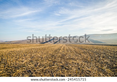 Harvested corn field with remains from the plants on some farmland with hills and a blue sky on a cold autumn winter day