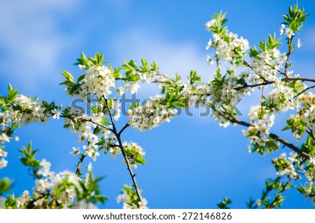 Beautiful white plum tree flowers blossoming on a sunny spring day on branches with fresh green leafs and a vivid blue sky
