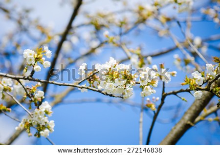 Beautiful white plum tree flowers blossoming on a sunny spring day on branches with fresh green leafs and a vivid blue sky and some soft filters applied