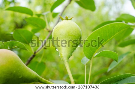 Ripe wet juicy pear facing upwards towards the sky with a fresh green look and leafs all around suggesting healthy organic fruits used for natural juices