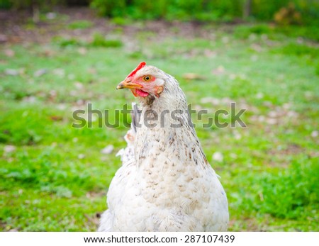 White chicken looking at me in a close view with green grass on the background with a funny curious look suggesting home grown poultry