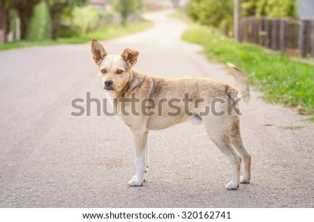 Cute sweet half breed dog on a rural road in a village looking at the camera with sun rays on the background and a warm light