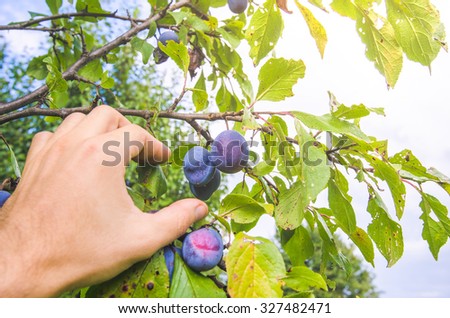 Plums on a branch with fresh green leafs being harvested or picked up by a man\'s hand with sunny warm light passing through the leafs with soft filters applied