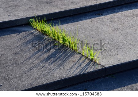 Grass Through Concrete