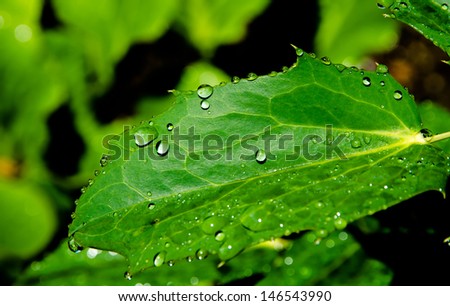 Leaf with Freshly Fallen Water Drops After the Rain