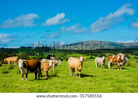 Herd of Cattle on Sunny Pasture