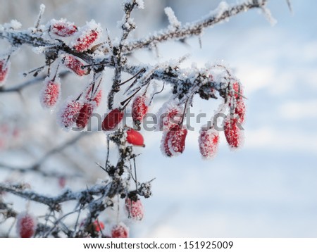 Berries on a rose covered with hoarfrost