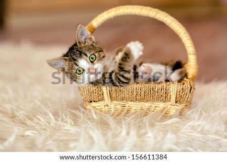 Little kitty is in the basket and looks aside. Age 1 month