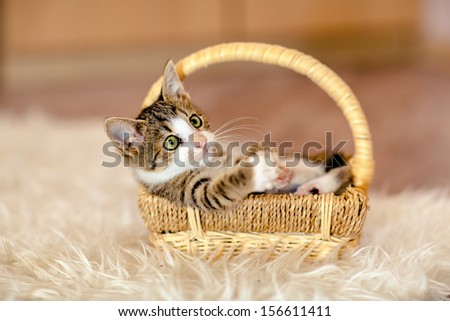 Little checkered kitten is in the basket and looking up to the Age of 1 month