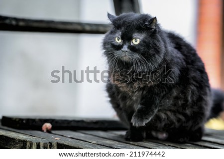 Black cat with a raised paw