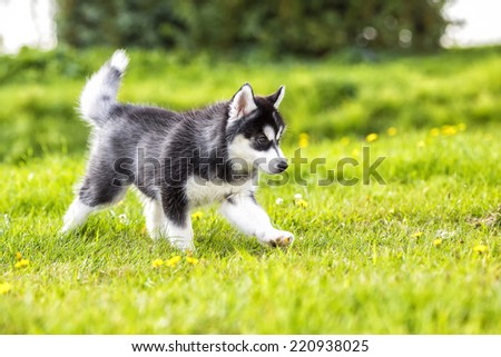 Puppy husky runs across the grass