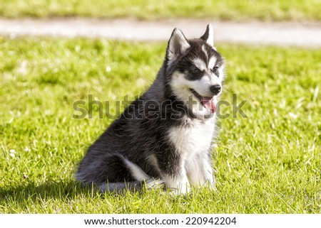 husky puppy sitting on grass