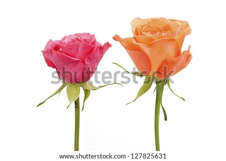 Pink and orange rose, isolated on white background