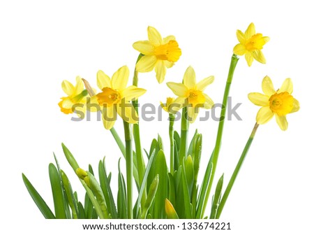 Yellow daffodils, spring flowers, isolated on white background