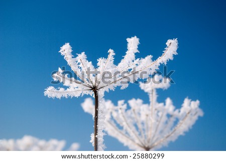 Frozen flower on background blue sky.Winter landscape