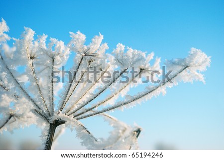 Frozenned flower on background blue sky.Winter landscape