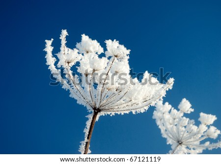 Frozenned flower on background blue sky.Winter landscape