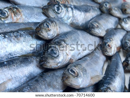 fresh herring fished out in White sea