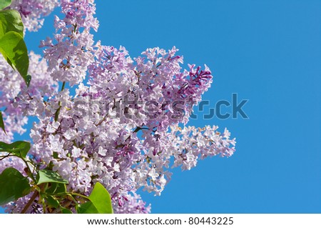 Bunch of violet lilac flower in sunny spring day in front of blue sky. Shallow depth-of-field.