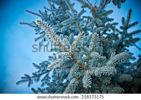 Winter frost on spruce tree  close-up .Shallow depth-of-field.