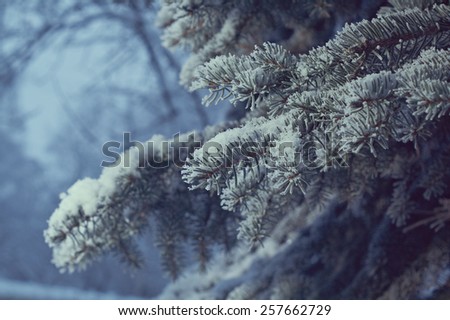 Winter frost on spruce tree  close-up .Shallow depth-of-field.