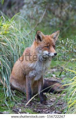The red fox, Vulpes vulpes is the largest of the true foxes and the most geographically spread member of the Carnivora, being distributed across the entire Northern Hemisphere..