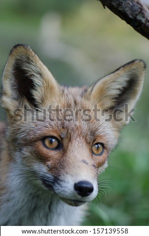 The red fox, Vulpes vulpes is the largest of the true foxes and the most geographically spread member of the Carnivora, being distributed across the entire Northern Hemisphere. Macro headshot