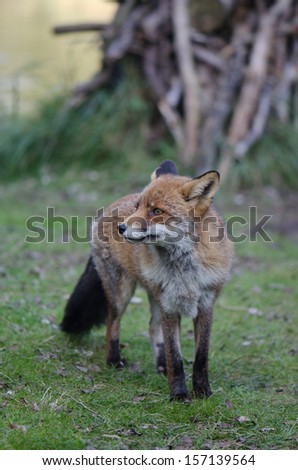 The red fox, Vulpes vulpes is the largest of the true foxes and the most geographically spread member of the Carnivora, being distributed across the entire Northern Hemisphere. Macro headshot
