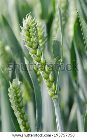 Wheat, the primary food supply for western country's